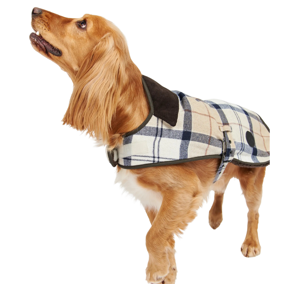 Barbour Wool Touch Dog Coat Coes