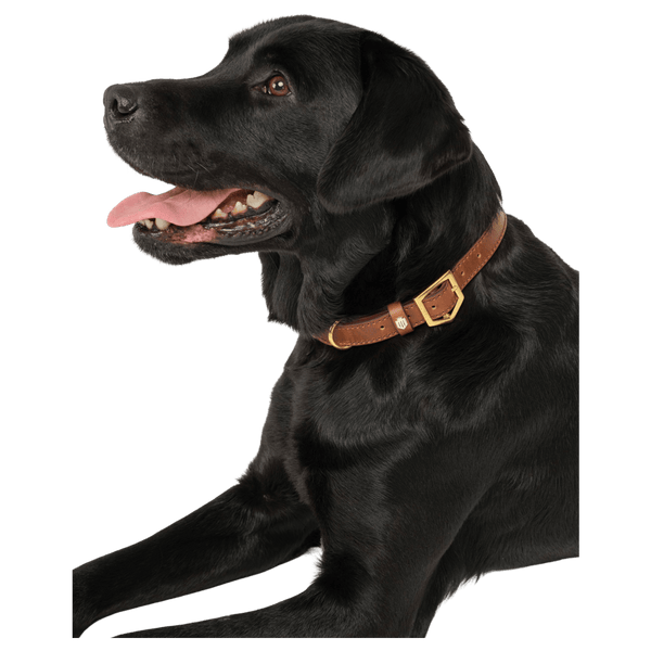 Fairfax & Favor Fitzroy Leather Dog Collar