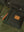 imagepopulate1