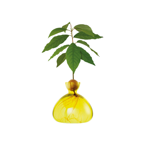 Ilex Studio Avocado Vase