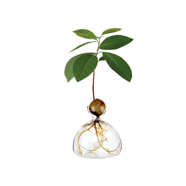 Ilex Studio Avocado Vase