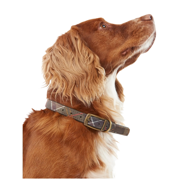 Barbour Tartan Dog Collar