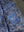 imagepopulate1