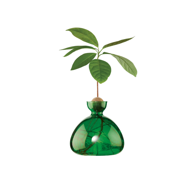 Ilex Studio Avocado Vase