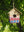 imagepopulate1