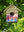 imagepopulate1