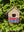 imagepopulate1