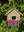 imagepopulate1