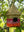 imagepopulate1