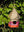 imagepopulate1