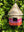imagepopulate1