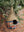 imagepopulate1