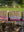 imagepopulate1