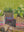 imagepopulate1
