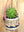 imagepopulate1