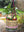 imagepopulate1
