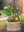 imagepopulate1