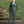 Green Windsor Suit