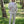 York Suit