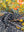 imagepopulate1