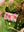 imagepopulate1