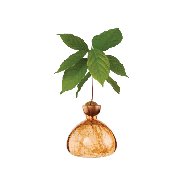 Ilex Studio Avocado Vase