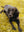 Barbour Wool Touch Dog Coat