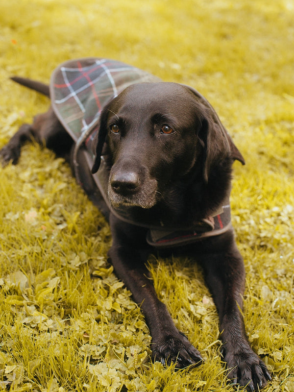 Barbour Wool Touch Dog Coat