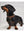 Holland Cooper Small Dog Collar