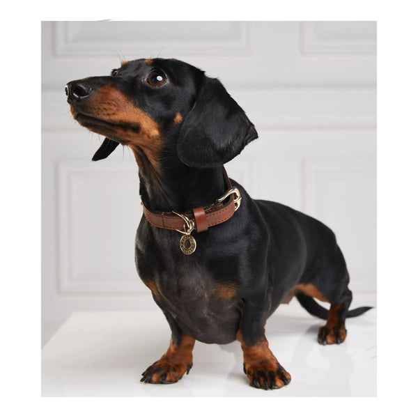Holland Cooper Small Dog Collar