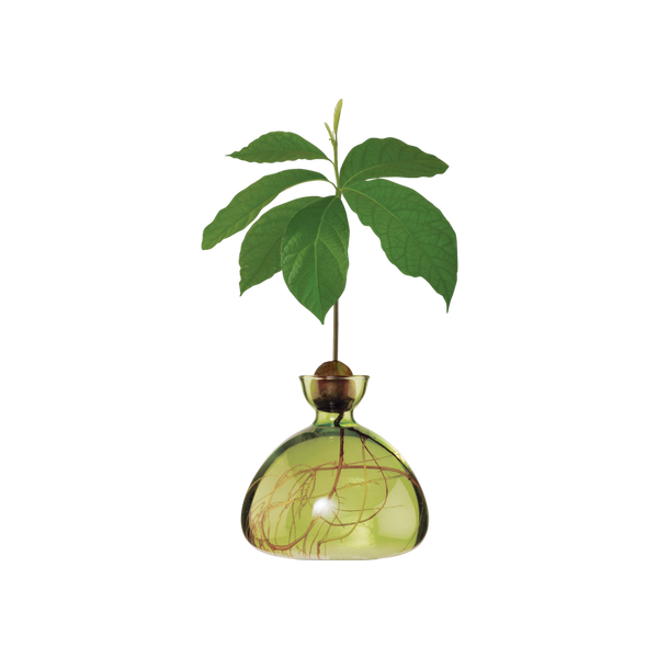 Ilex Studio Avocado Vase