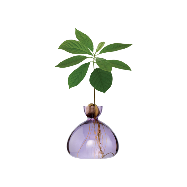 Ilex Studio Avocado Vase