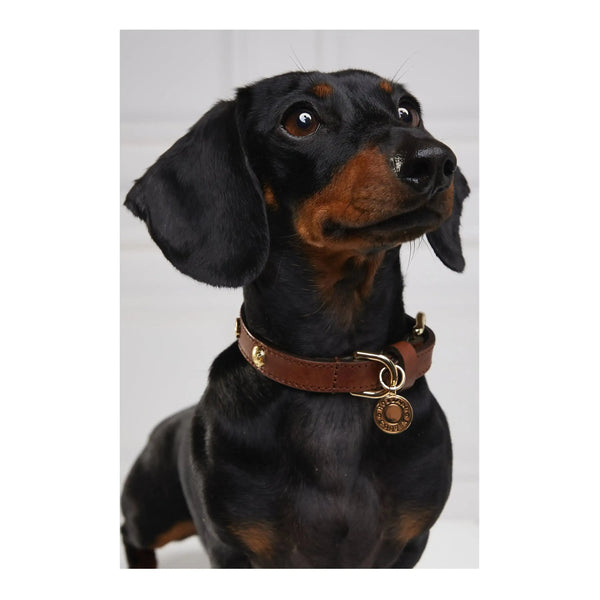 Holland Cooper Small Dog Collar