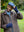 imagepopulate1