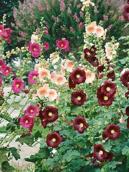 imagepopulate1