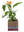 imagepopulate1
