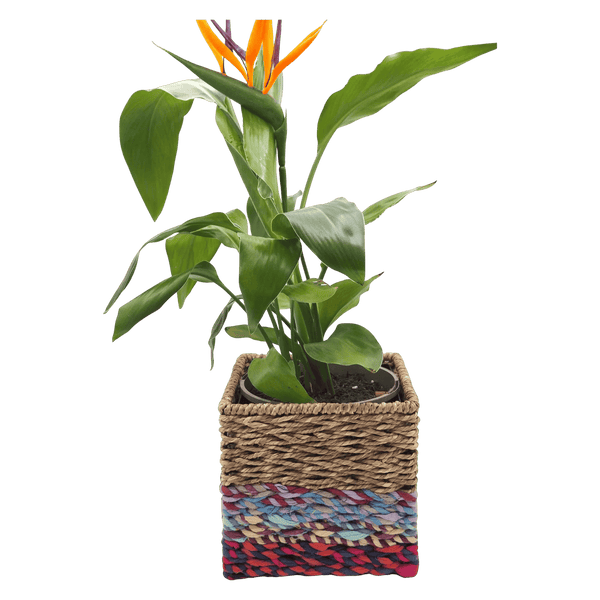 imagepopulate1