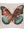 Hines Of Oxford Feather Filled Cushion - Butterfly Beauty