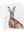 imagepopulate1