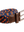 imagepopulate1